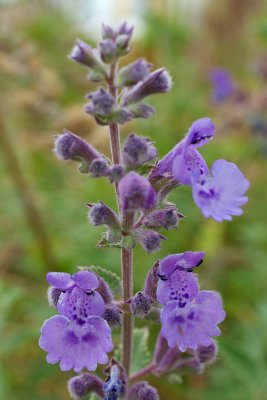 Ground Ivy or Creeping Charlie