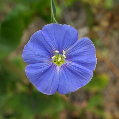 Blue Flax