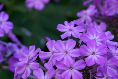 Phlox paniculata