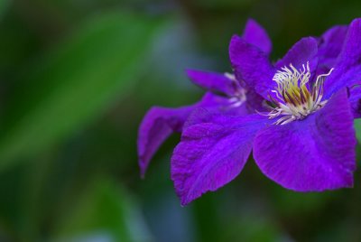 Clematis viticella 'Etoile Violette'