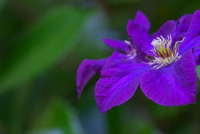 Clematis viticella Etoile Violette