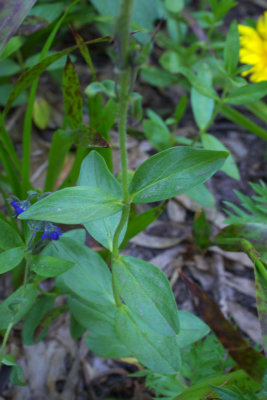 Veronica cusickii