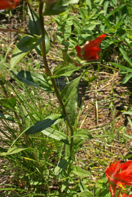 Castilleja miniata var. miniata