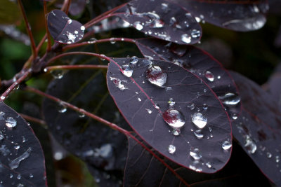water drops