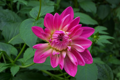 Dahlia
