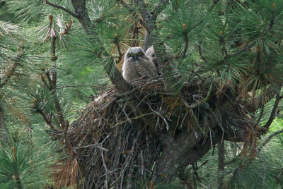 Great Horned Owls (juvenile)