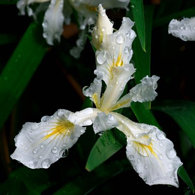 Pacific Coast Iris