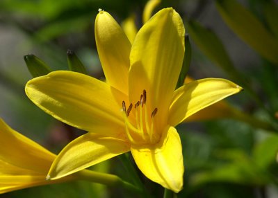 Trumpet Lily