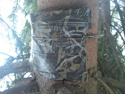 0303 Tree Hugger