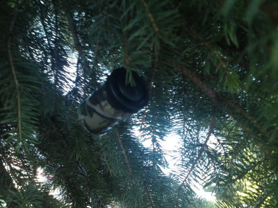 0307 Hanging around Wally world or not