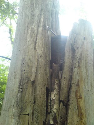 0521 Treed