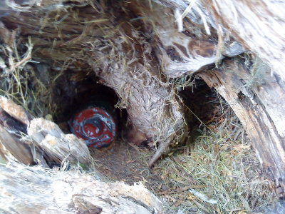 DSC02513_resize.JPG