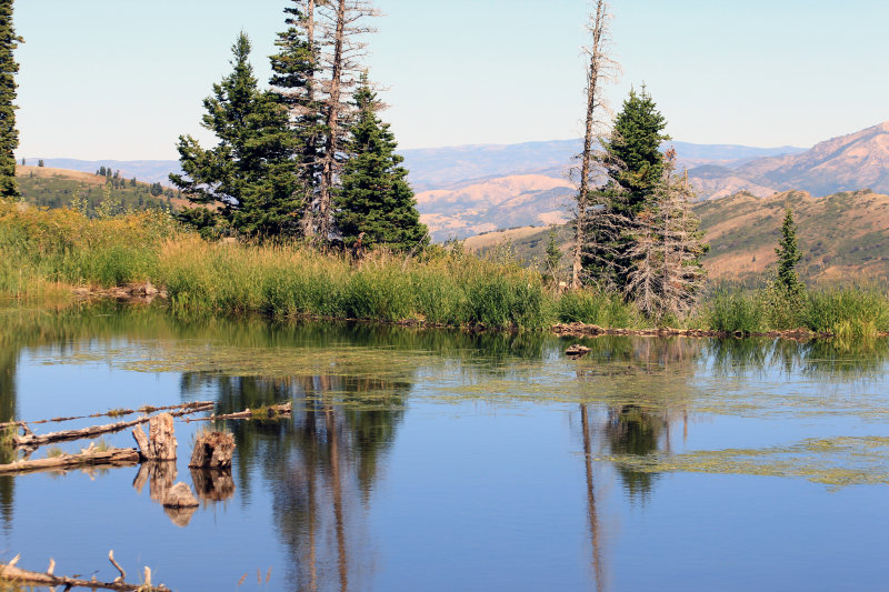 Beaver pond