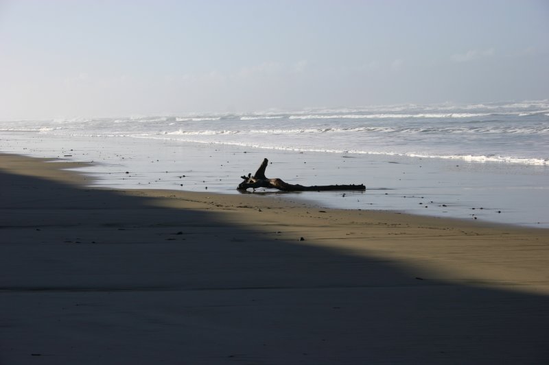 Driftwood