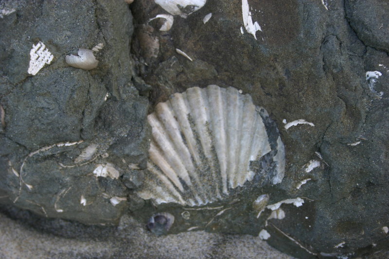 Fossil Rock