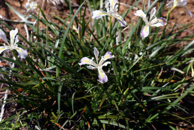 Wildflowers on the McGrew Trail