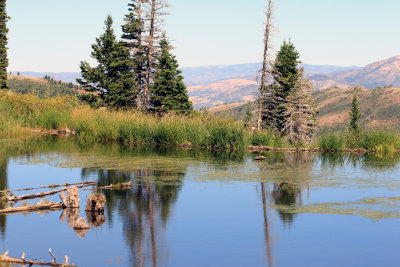 Beaver pond