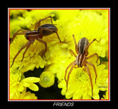 Spiders