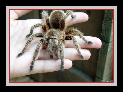 Spiders