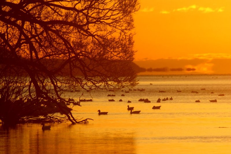  LEVER DE SOLEIL  AU PAYS DES OIES