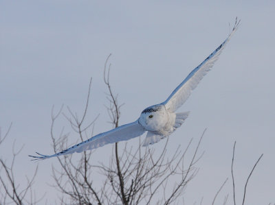 LE SEIGNEUR DE NEIGES...Photo réalisée par Réjean Paquet..5 nov 2008