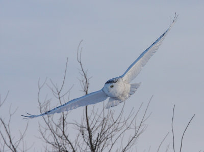  LE SEIGNEUR DE NEIGES...Photo ralise  par Rjean Paquet..5 nov 2008