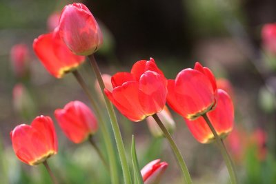  VAGUE DE TULIPES