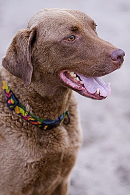 rudy1.jpg