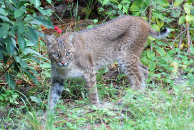 Bobcat1.jpg