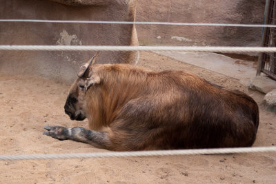 1116_Zoo.jpg