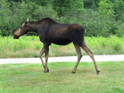 Moose on the Run