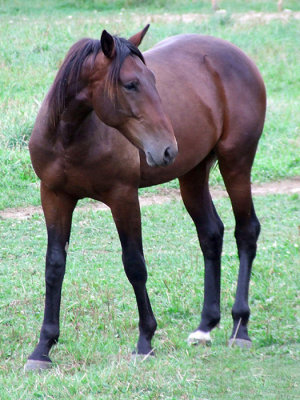 Prince