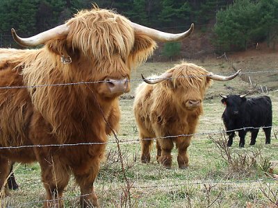 Highland Cattle