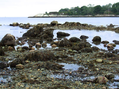 Seaweed