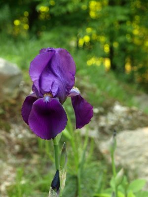 Iris