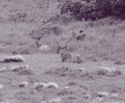 Kudu at Cape Vidal.jpg