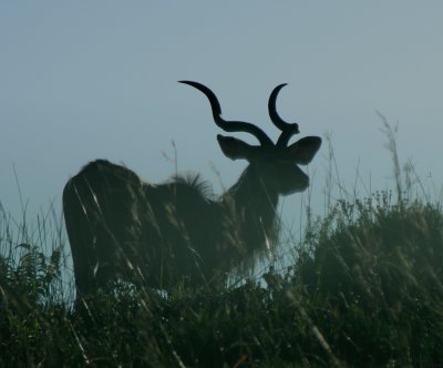Kudu in the morning sun.jpg