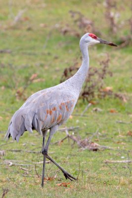 IMG_1667.JPG