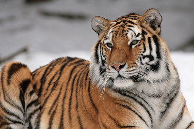 Winter at the Zoo