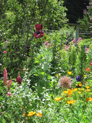 Humboldt Garden Tour 09