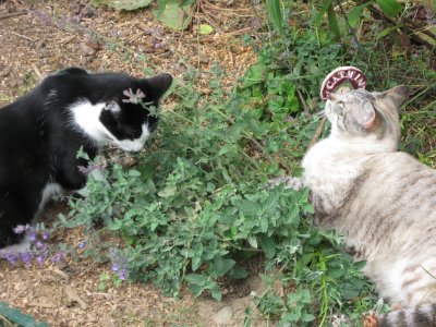 It says it's catmint July 09