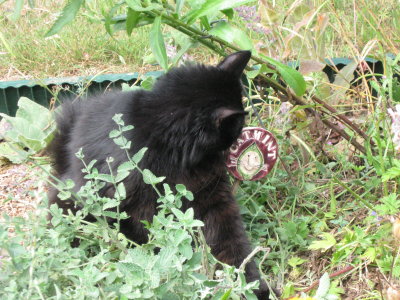 it says 'catmint' July 09