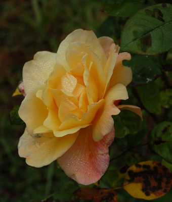 A Rose Aug 09