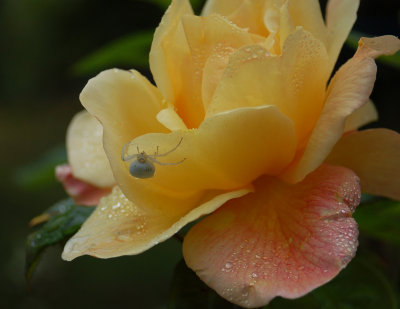 A Rose Aug 09