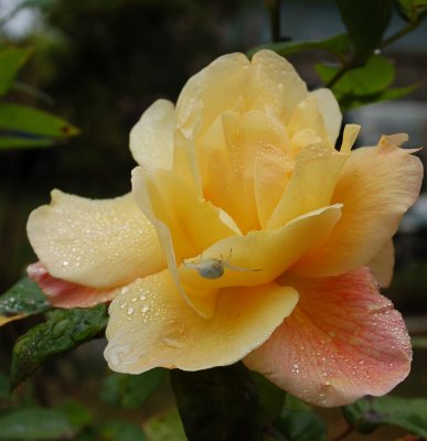 A Rose Aug 09