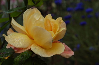 A Rose Aug 09
