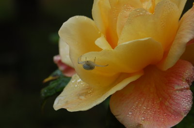 A Rose Aug 09