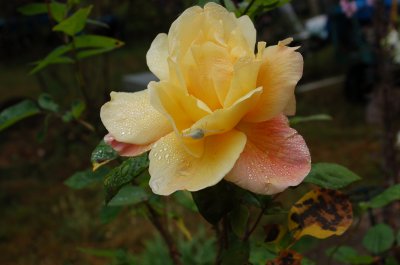 A Rose Aug 09