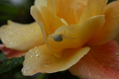 A Rose Aug 09