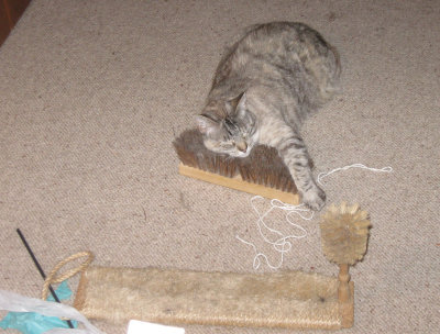 Emy and the brush